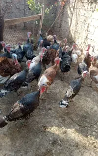 بوقلمون نر و ماده