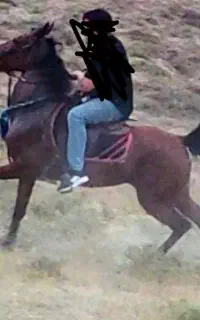 اسب مادیان نژاد کورد