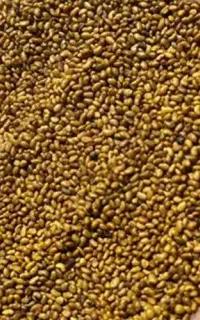 فروش بذر یونجه