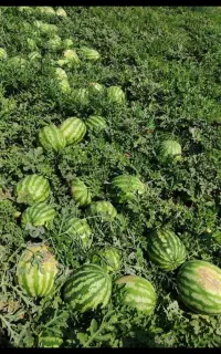 هندوانه سوپر قالب دار درشت