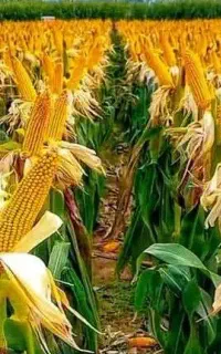 کود ارگانیک محصول خوب