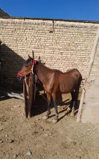 اسب مادیان با کره