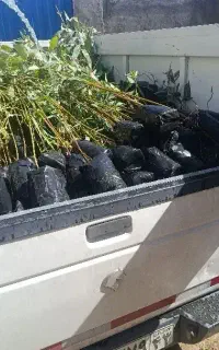 نهال اکالیپتوس