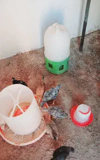 جوجه گلین باکیفیت