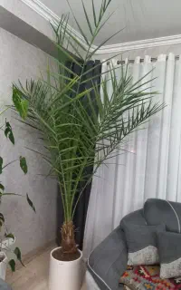 نخل فینیکس ۳ متری