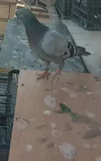 کفتر رر