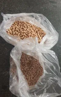 عدس‌ و‌ نخود بوجار شده تمیز برداشت امسال