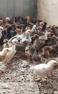 جوجه