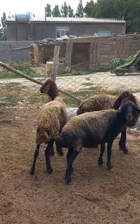 گوسفند مخصوص پرواری