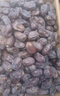 خرمای کلوته