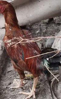 مرغ وخروس لاری