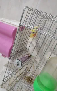 عروس هلندی یک جفت با جوجه