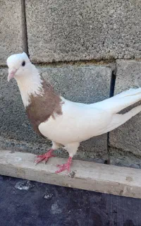کبوتر طوقی