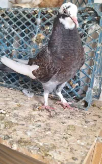 کبوتر