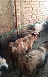 کهره نر چاق