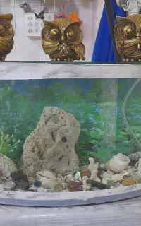 آکواریوم