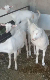 بزغاله سانن