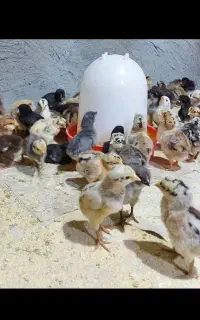 جوجه محلی چند روزه