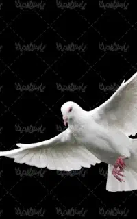 کبوتر پیدا شده