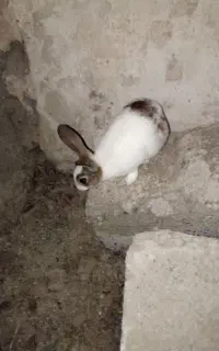خرگوش