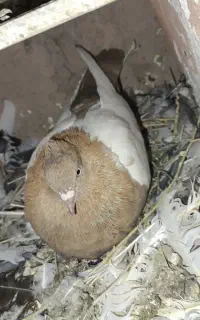 کبوتر