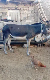 حیوانات و خر