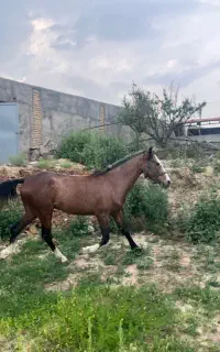 فروش اسب نریون