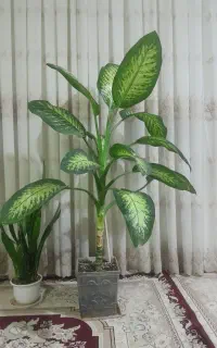 گل دیفن باخیا