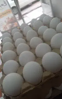 تخم مرغ . عمده و خرده