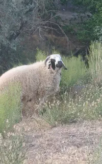 بره نر