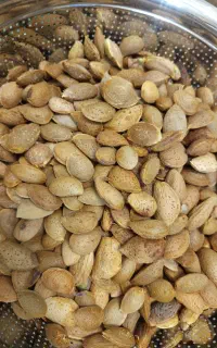 بادام دیمی