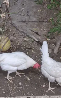 مرغ و خروس