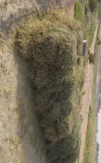 بیده(یونجه خشک)