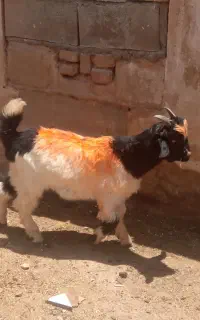 کهره نر