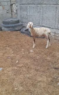 یک راس بره ماده جنس