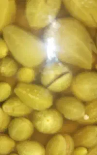 ترشی لیجی