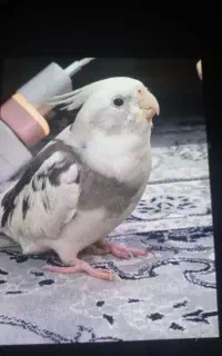 رهاشده
