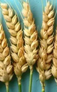 گندم برای دام و طیور ،بوقلمون