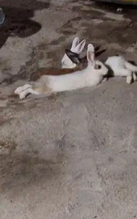 خرگوش