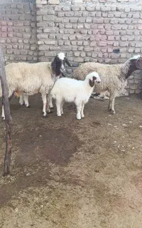2عدد میش بره داشتی