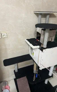 پارک بازی گربه