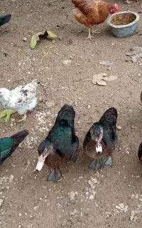 اردک اسراییلی