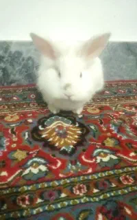 خرگوش خانگی