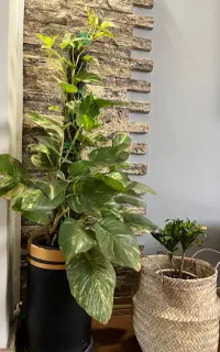 گل طبیعی با گلدان بزرگ مشکی