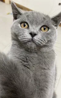 واگذاری گربه اسکاتیش نر