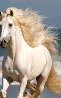 آموزش تخصصی سوارکاری از مبتدی تا پیشرفته