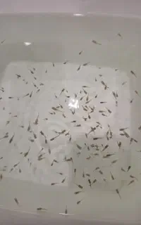 ۲۱۰ تا بچه ماهی گوپی