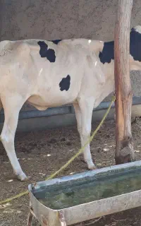 فروش گوساله شنگد هلشتاین