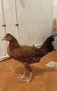 جوجه مرغ
