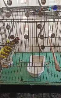 سهره قفس
